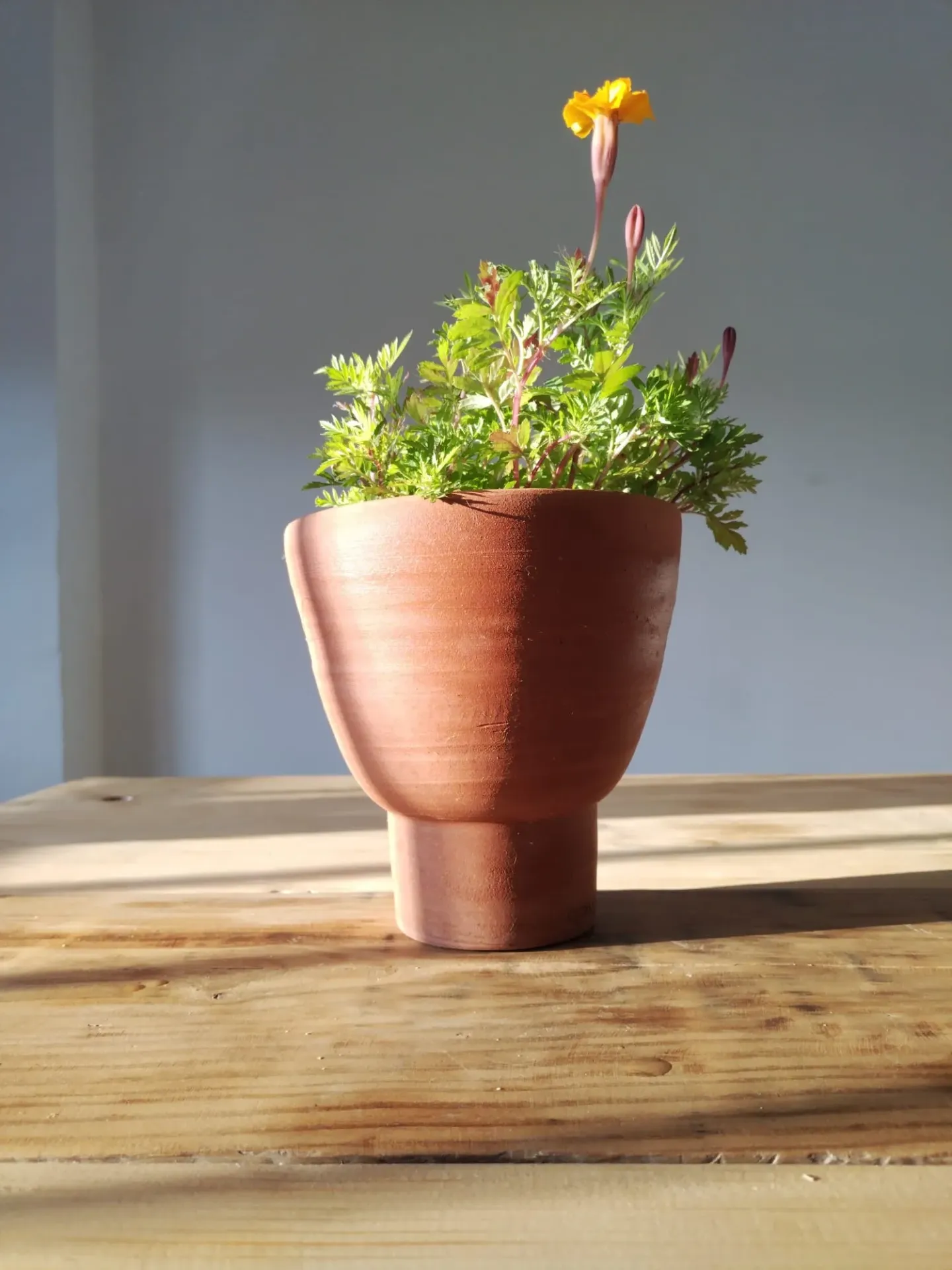 [TSA2605] Tiesto Sauli 20cmx18cm - Maïa Cerámica