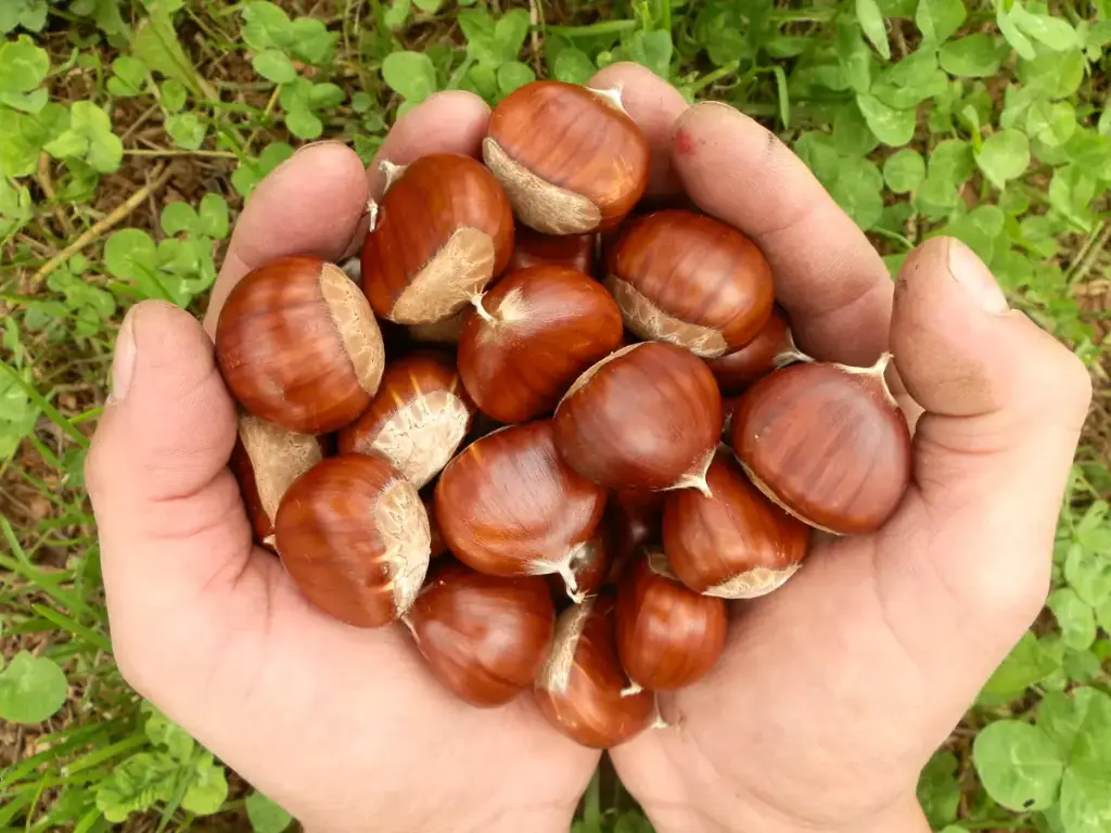 Chestnut Variety Parede (Origin Bierzo) 1 Kg.